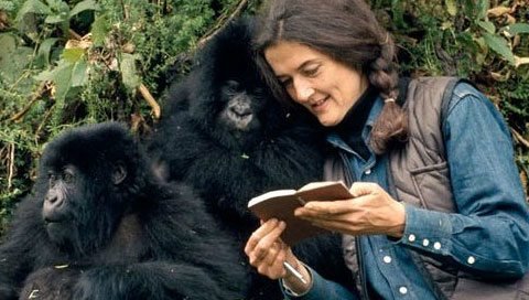 
<span>Dian Fossey, la mujer que más amo a los gorilas</span>
