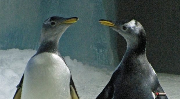 <span>Penélope y Missy, las pingüinas lesbianas de Irlanda</span>
