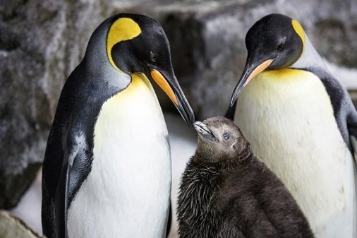 <span>Pareja de pingüinas lesbianas pone su primer huevo</span>
